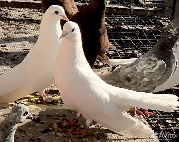 Голуби Высоколетные