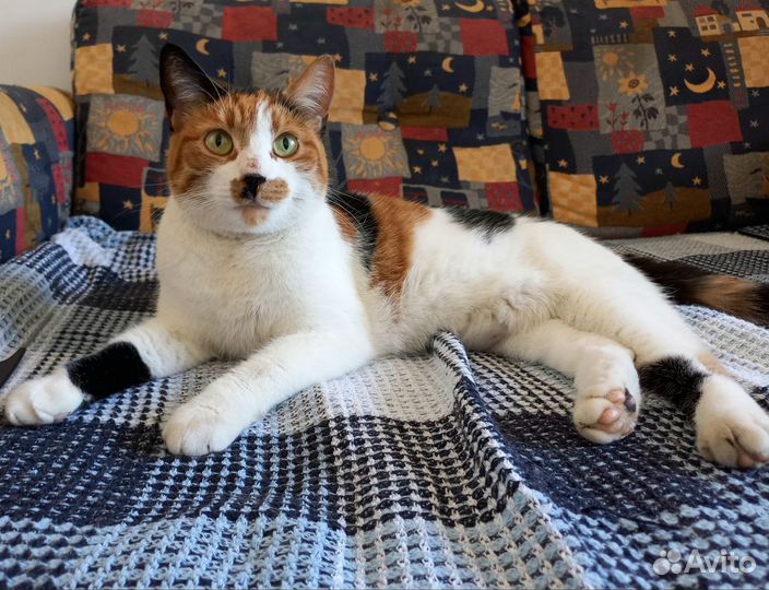 Очаровательная кошка-ласкуша ищет любящую семью