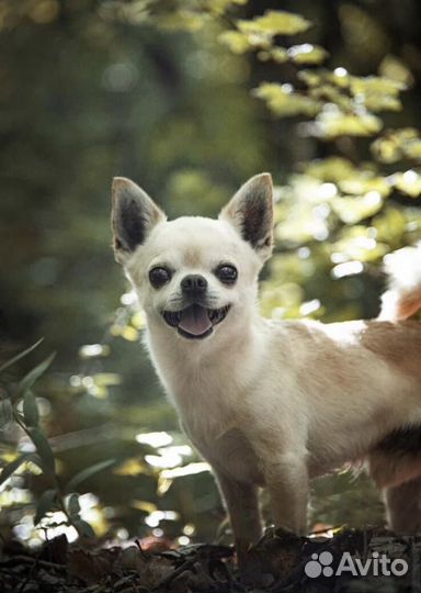 Кобель на вязку