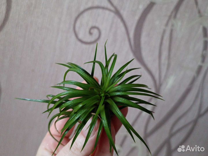 Тилландсия атмосферная