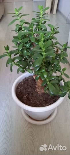 Денежное дерево (толстянка, крассула)