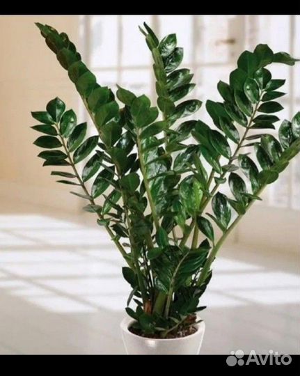 Замиокулькас