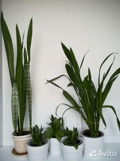 Цветы комнатные