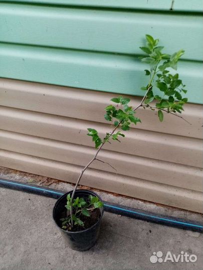 Финик китайский