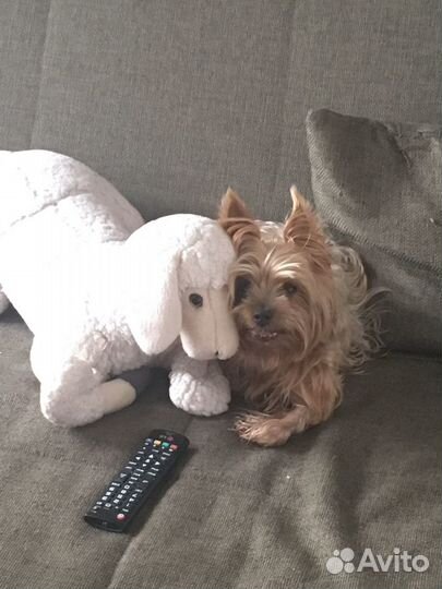 Йоркширский терьер вязка