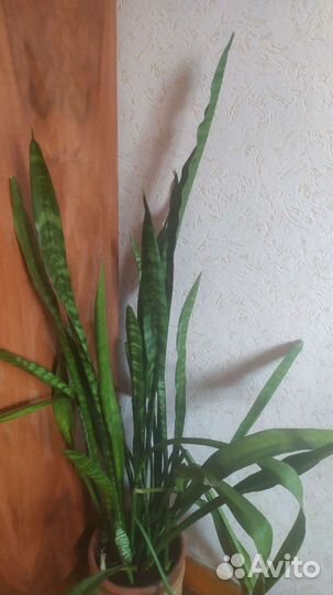 Сансевиерия