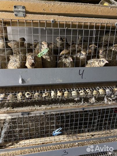 Яйца перепелиные