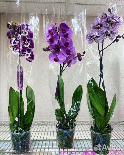 Орхидеи на 1 цветонос