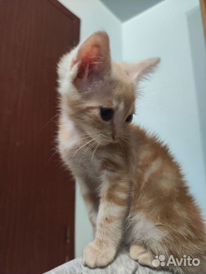 Рыжий котенок в добрые руки