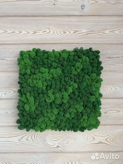 Панели из стабилизированного мха