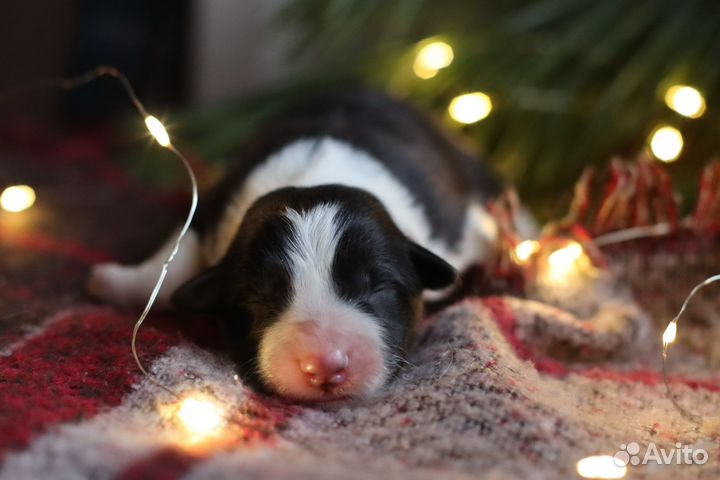 Бордер колли