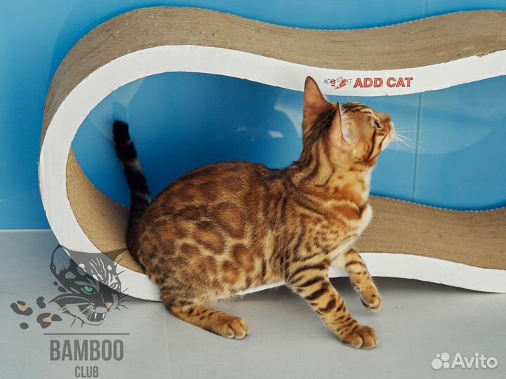 Бенгальская кошечка