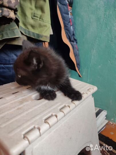 Котята в дар бесплатно