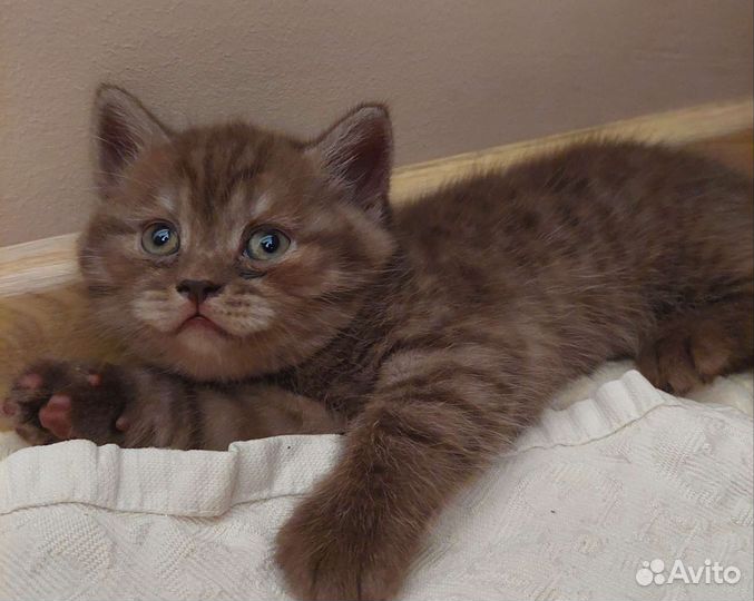 Шотландские котята скотиш страйт