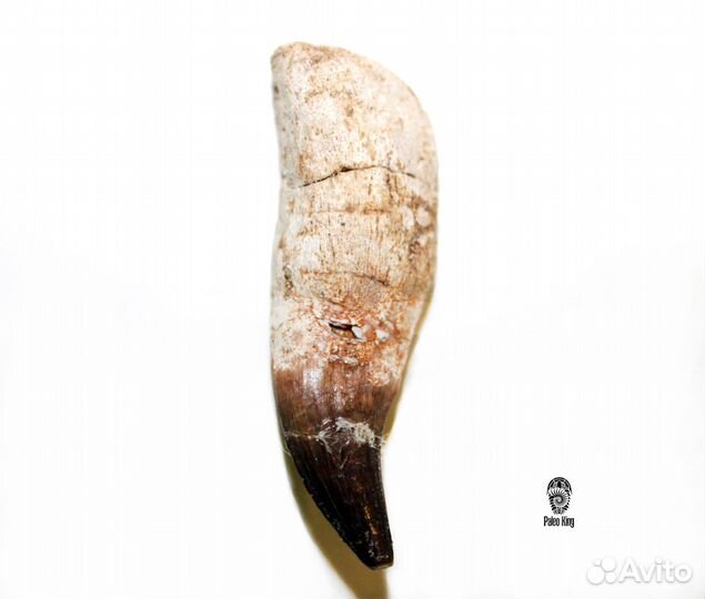 Зуб мозазавра