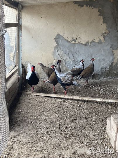 Фазаны серебро (продажа)