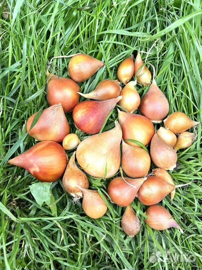 Луковицы тюльпанов