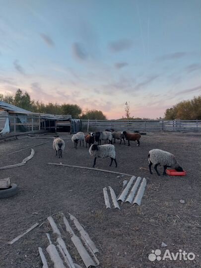 Баран производитель