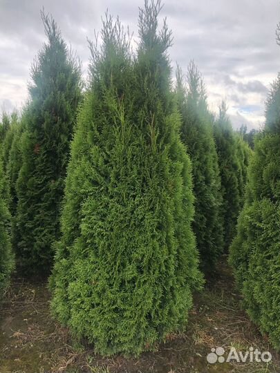 Туи с доставкой