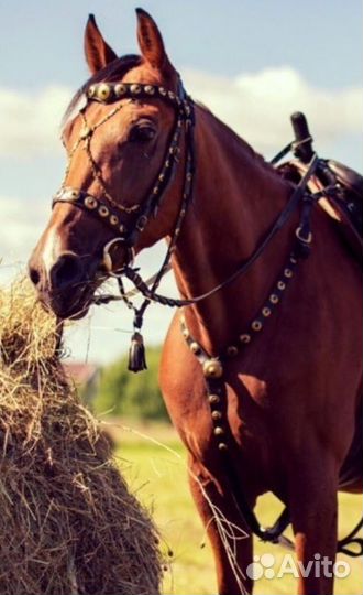 Оголовье Казачье с подперстьем