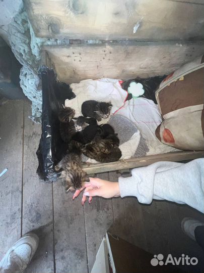 Котятки в добрые руки