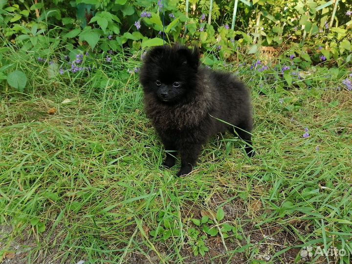 Шпиц 5 месяцев