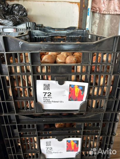 Луковицы тюльпанов оптом