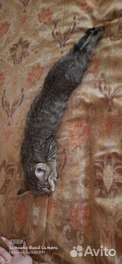 Кошечка