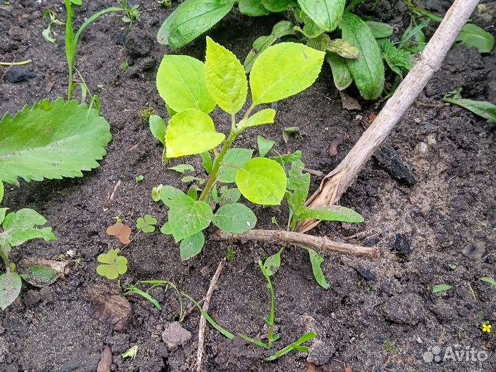 Гортензия, саженцы