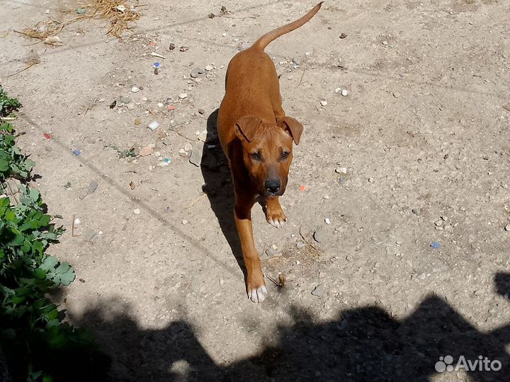 Стаффордширский терьер