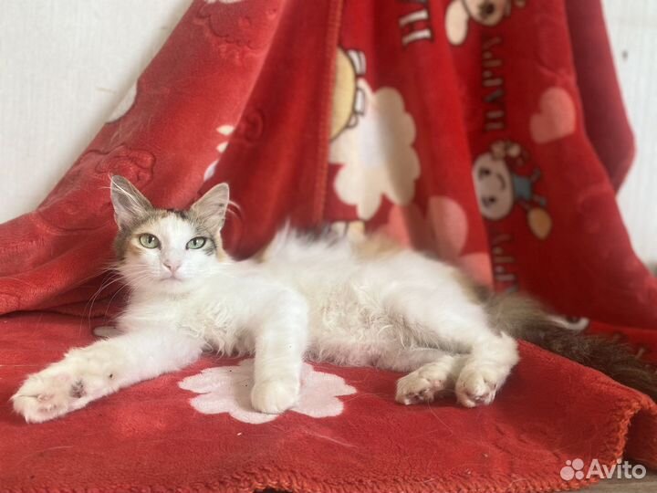 Трёхцветная кошечка Пушинка