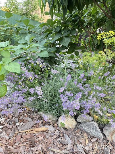 Лаванда. Куст