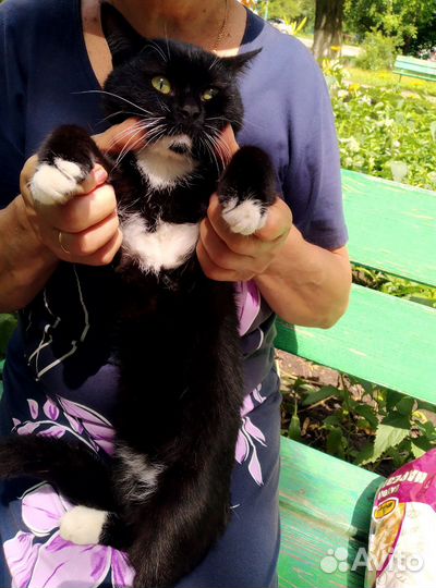 Котик потеряшка ищет хозяйку