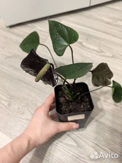 Антуриум Black love