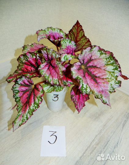 Бегонии Rex декоративнолиственные