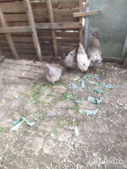 Куры петухи