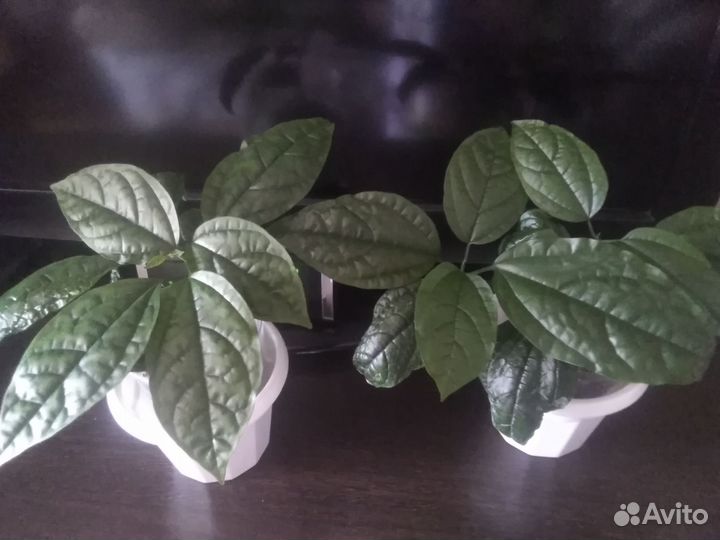 Хедера,фикусы,филы