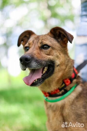 Собака из приюта в добрые руки бесплатно