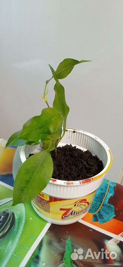 Фикус бенджамина укорененные