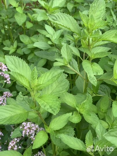 Ментоловая мята рассада и срезка ,обмен