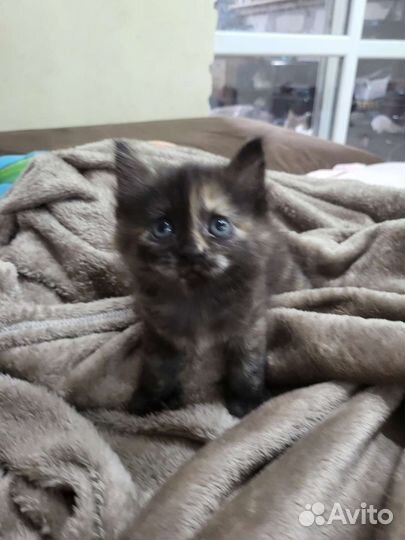 Кошка для преданного