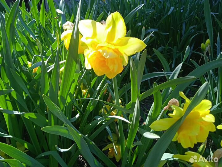 Луковицы нарциссов