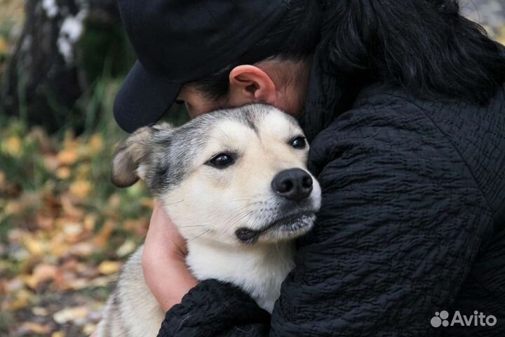 Собаки бесплатно