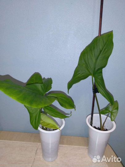 Комнатные цветы