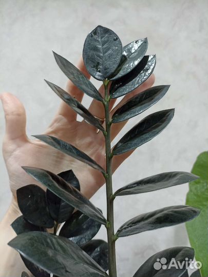 Замиокулькас черный равен raven