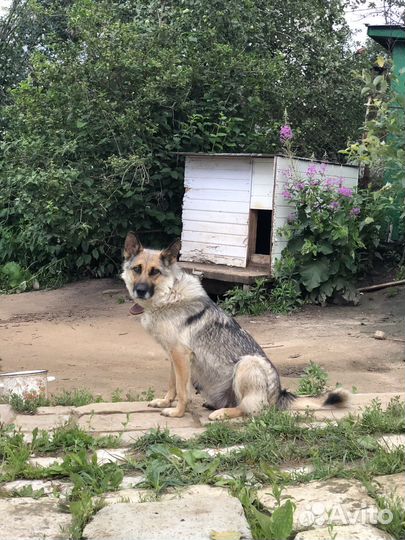 Чудо-девочка в добрые руки