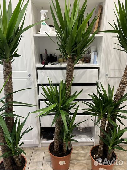 Пальма Юкка пышная трехствольная 170 см