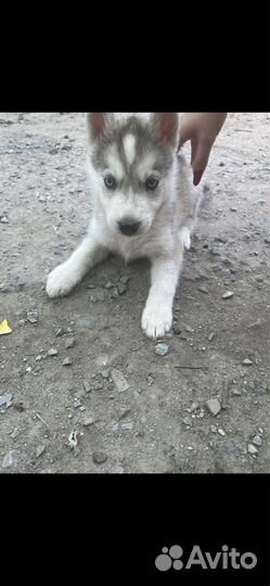 Сибирский хаски