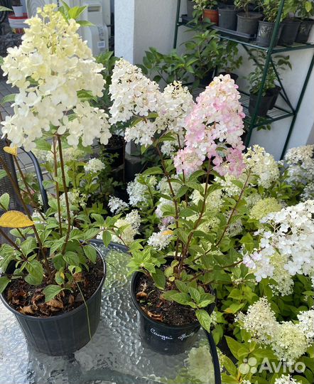 Гортензии Разнообразие сортов от 1 года до 4 лет