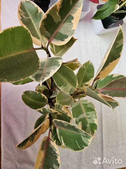 Филодендроны,аглаонема,спатик, сингониумы, фикус